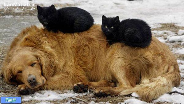 دوستی جالب بین سگ و گربه 