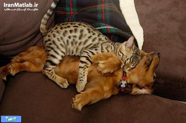 دوستی جالب بین سگ و گربه 