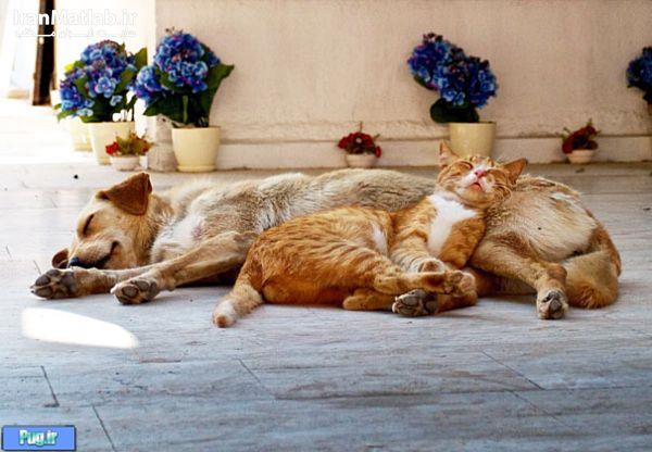 دوستی جالب بین سگ و گربه 