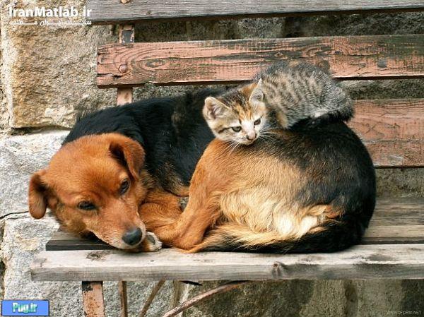 دوستی جالب بین سگ و گربه 