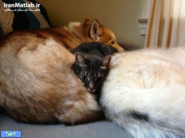 دوستی جالب بین سگ و گربه 