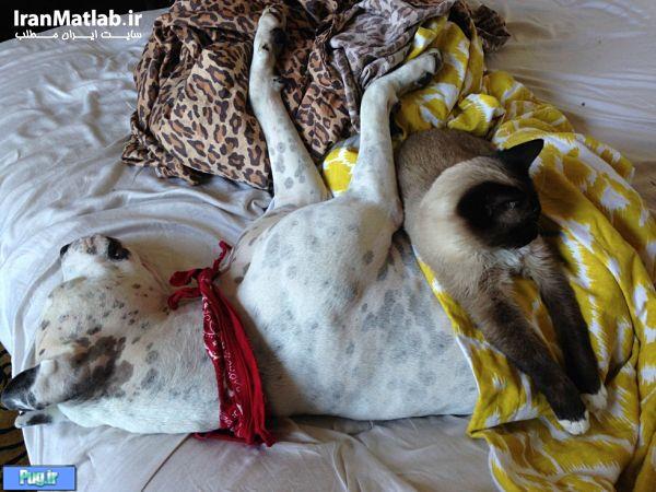 دوستی جالب بین سگ و گربه 