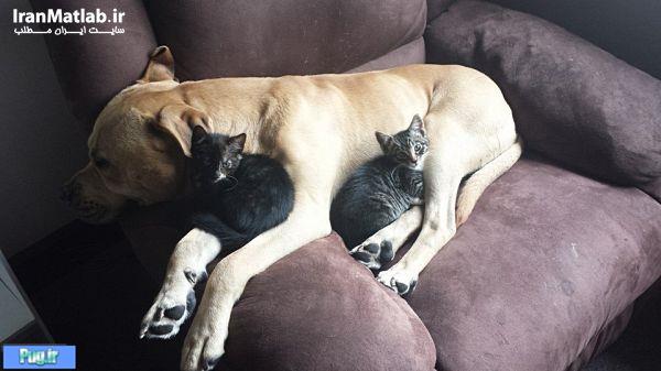 دوستی جالب بین سگ و گربه 