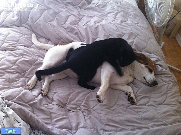 دوستی جالب بین سگ و گربه 