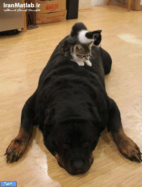 دوستی جالب بین سگ و گربه 