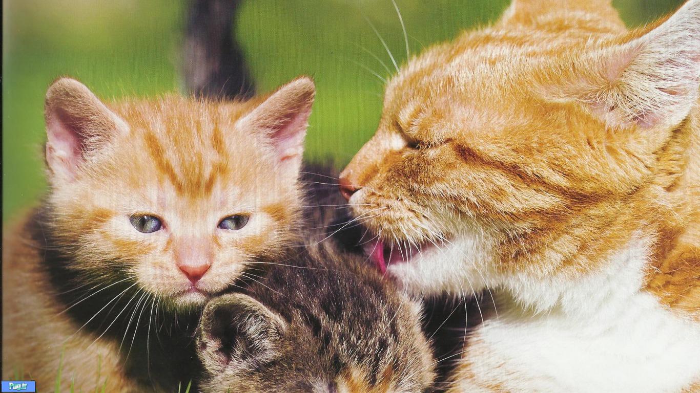 قرص ضد ریزش مو Bio مخصوص گربه های ملوس 