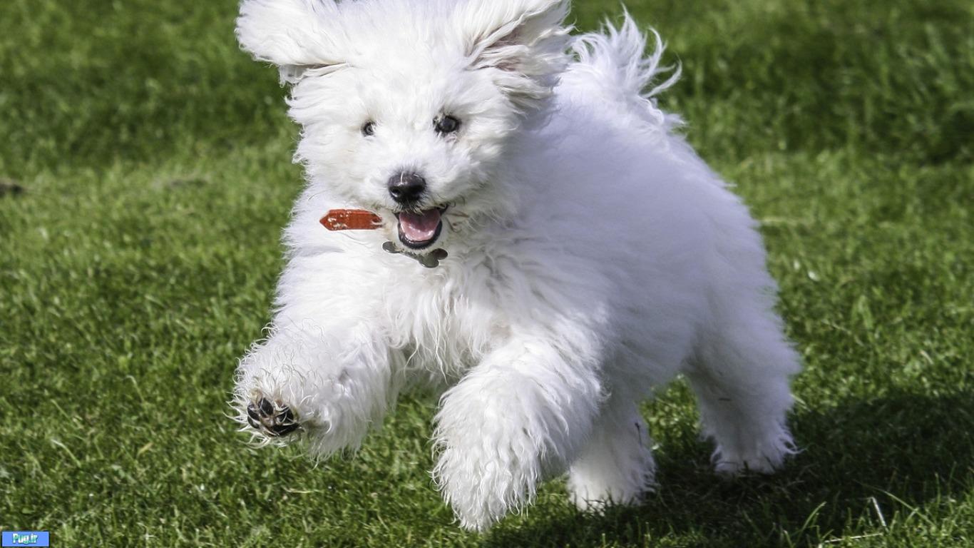  قرص ضدریزش مو مخصوص سگهای دلبندتان