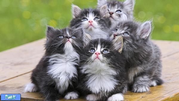 غذای استارتر لئوناردو مخصوص بچه گربه