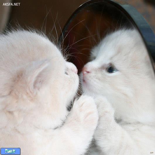 غذای استارتر لئوناردو مخصوص بچه گربه