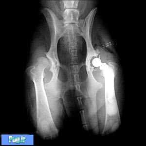 قرص تقویت کننده مفاصل سگ قرص تقویت کننده مفاصل سگ
