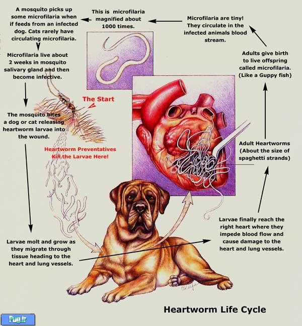 کرم قلب در سگ ها کرم قلب در سگ ها