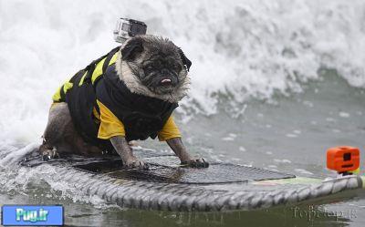 مسابقه ای برای سگ ها و برای حمایت از سگ ها 