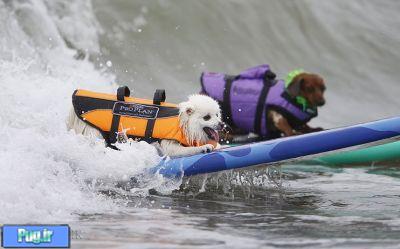 مسابقه ای برای سگ ها و برای حمایت از سگ ها 