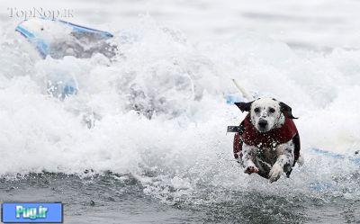 مسابقه ای برای سگ ها و برای حمایت از سگ ها 