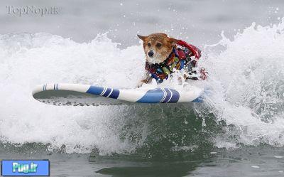 مسابقه ای برای سگ ها و برای حمایت از سگ ها 