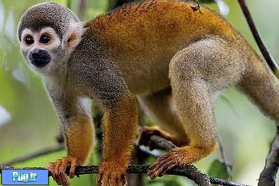 دیدنی ترین میمون های جنگل های آمازون
