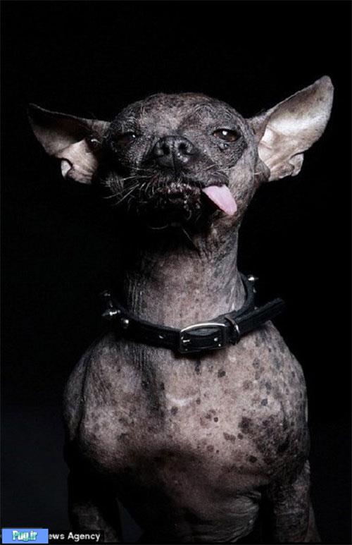 زشت‌ترین سگ دنیا»