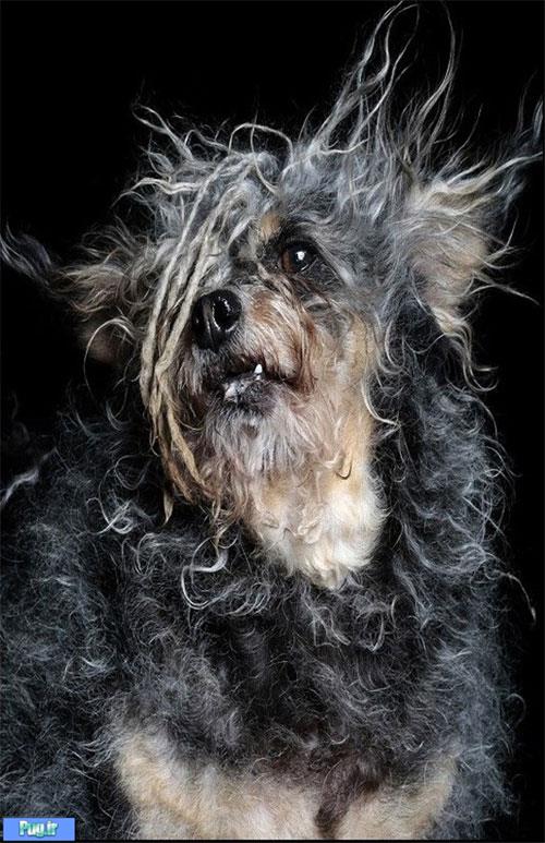 زشت‌ترین سگ دنیا»