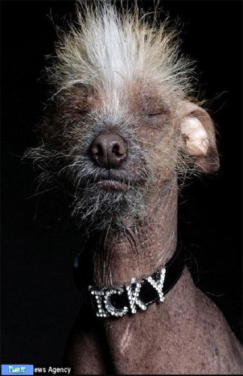 زشت‌ترین سگ دنیا»