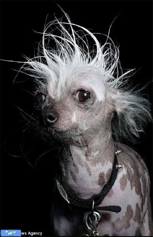 زشت‌ترین سگ دنیا»