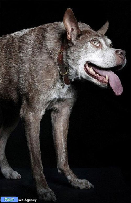 زشت‌ترین سگ دنیا»