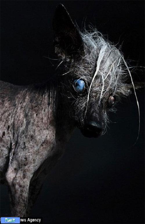 زشت‌ترین سگ دنیا»