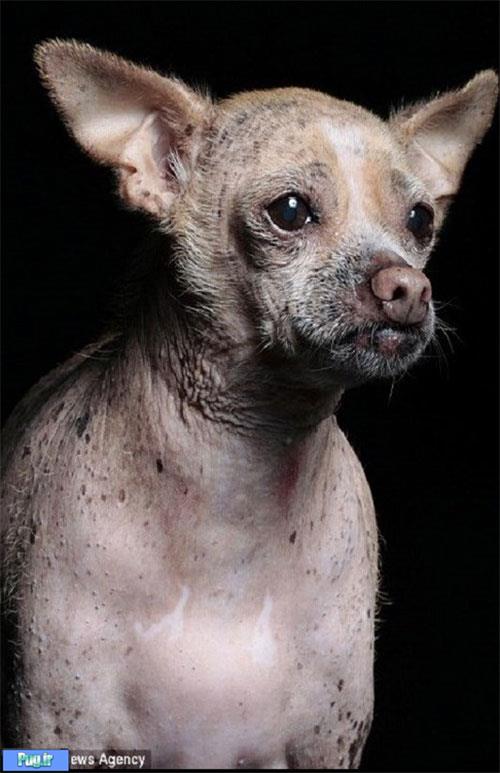 زشت‌ترین سگ دنیا»