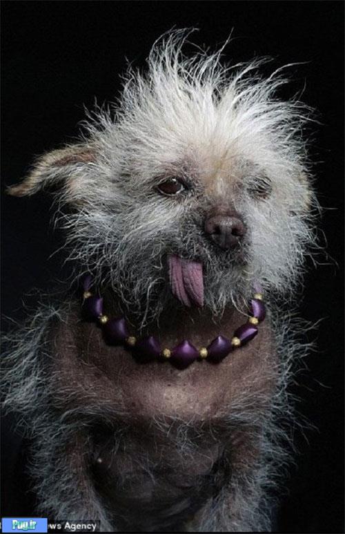 زشت‌ترین سگ دنیا»