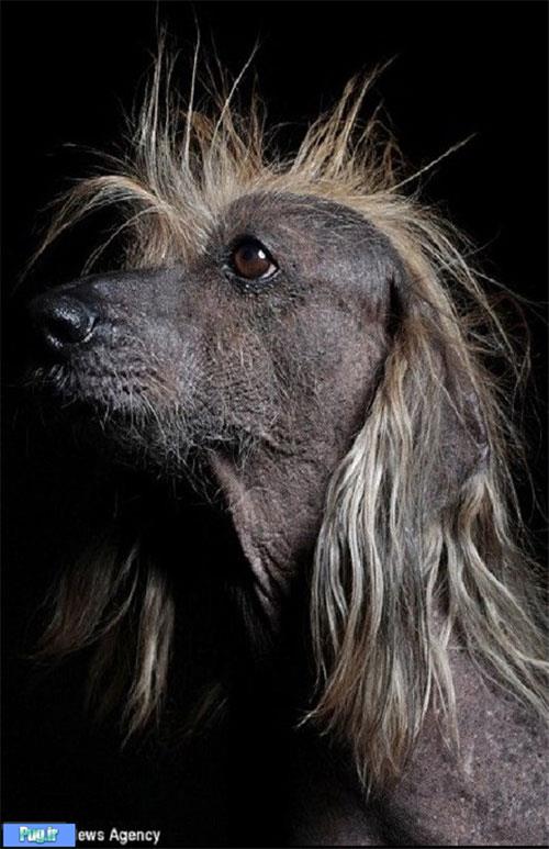 زشت‌ترین سگ دنیا»