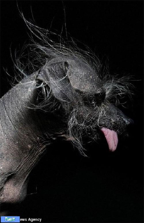 زشت‌ترین سگ دنیا»