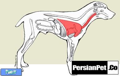 بیماری Kennel Cough و درمان ان بیماری Kennel Cough و درمان ان